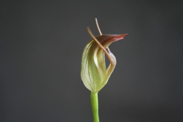 Photo of Greenhood Orchid (Pterostylis Bantam) uploaded by RuuddeBlock