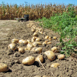 Location: My Gardens
Date: September 21, 2015
Dug Tubers; Drying In Row