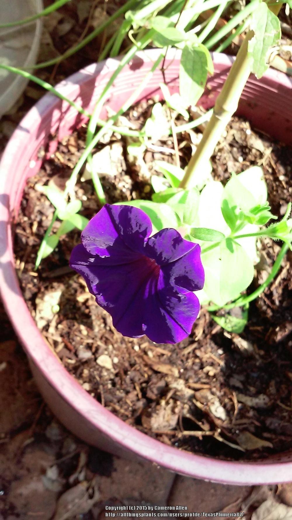 Photo of Floribunda Petunia (Petunia 'Celebrity Blue') uploaded by TexasPlumeria87