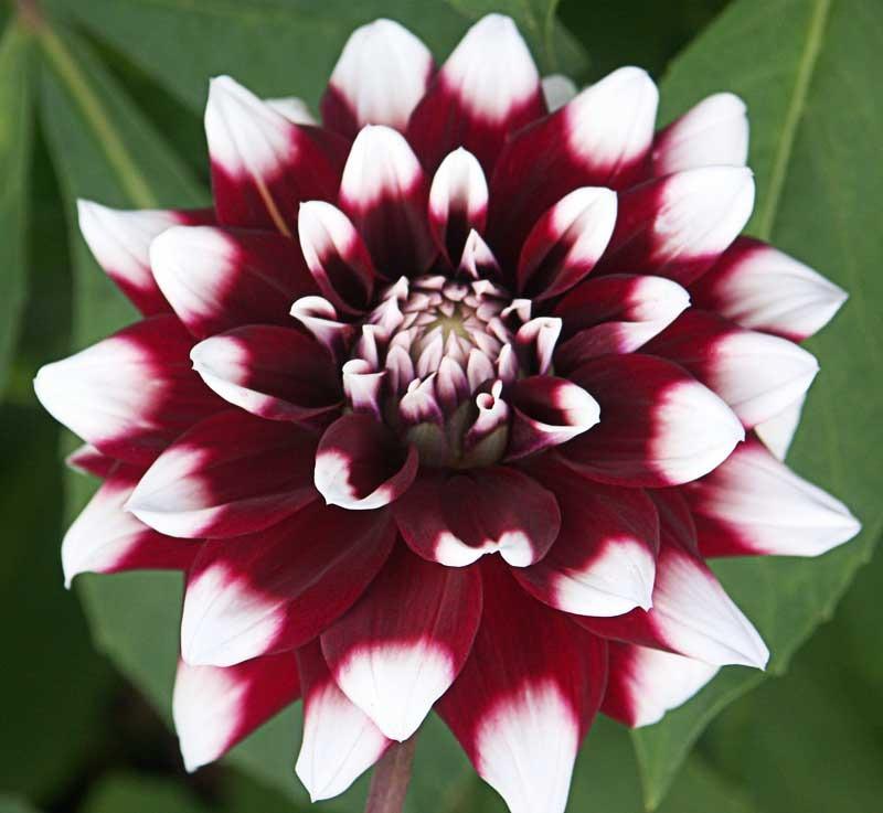 Photo of Dahlia 'Duet' uploaded by robertduval14