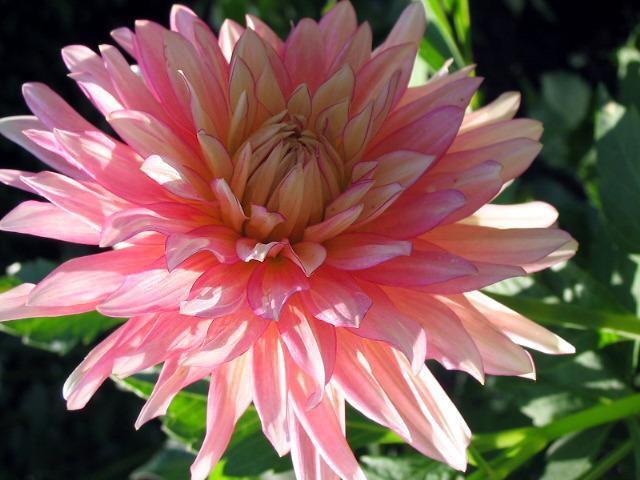 Photo of Dahlia 'Extase' uploaded by robertduval14