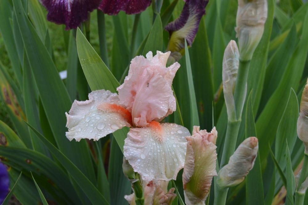 Photo of Tall Bearded Iris (Iris 'Swoosh') uploaded by KentPfeiffer