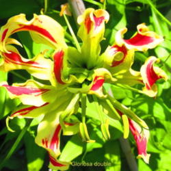 Location: central Illinois
Date: 8-23-11
Double Gloriosa Bloom