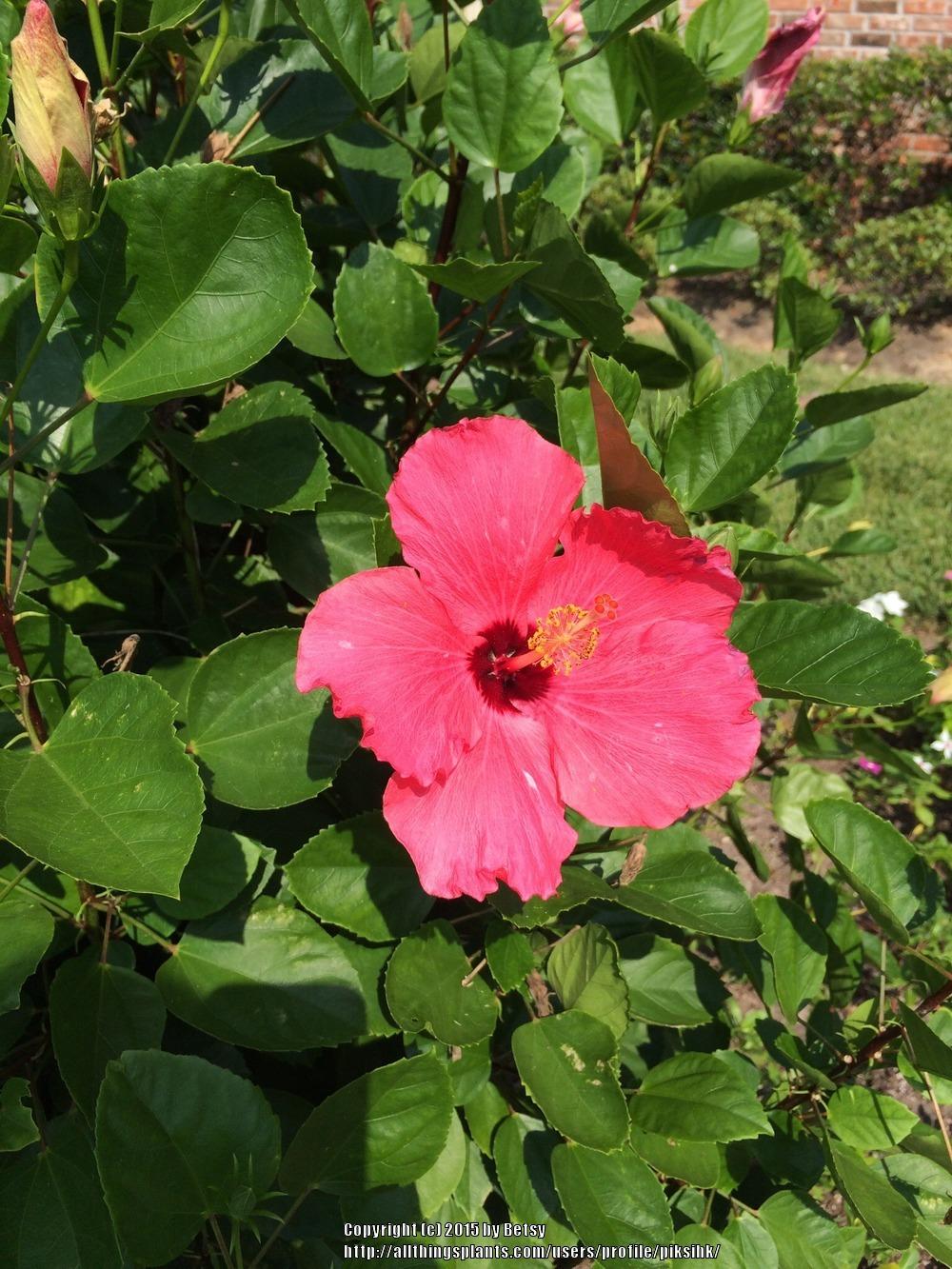 Photo of Hibiscus uploaded by piksihk