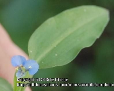 Photo of Spreading Dayflower (Commelina diffusa) uploaded by purpleinopp