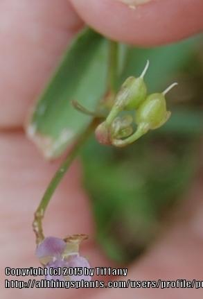 Photo of Doveweed (Murdannia nudiflora) uploaded by purpleinopp