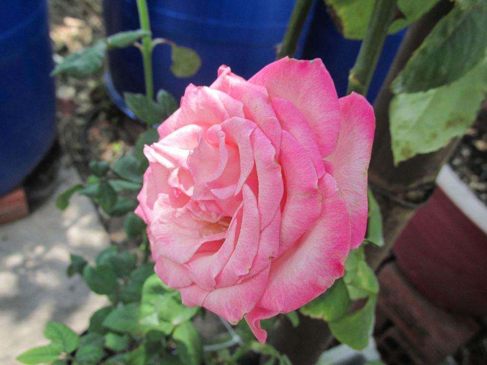 Photo of Rose (Rosa 'Chicago Peace') uploaded by salenlamne