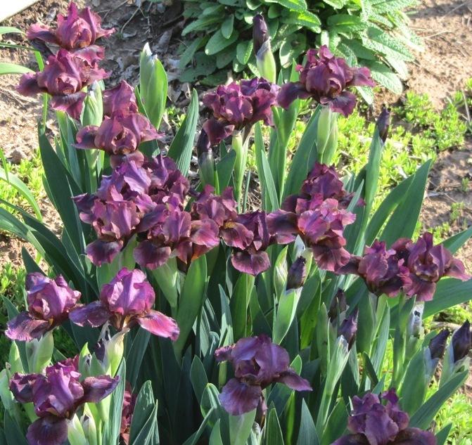 Photo of Standard Dwarf Bearded Iris (Iris 'Nut Ruffles') uploaded by Bloombuddie