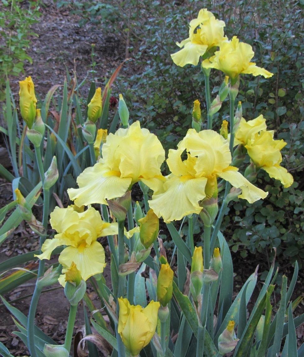 Photo of Tall Bearded Iris (Iris 'Harvest of Memories') uploaded by Bloombuddie