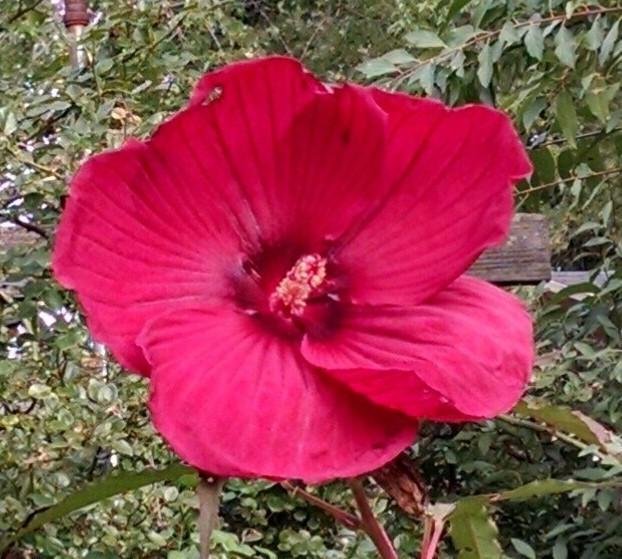 Photo of Hybrid Hardy Hibiscus (Hibiscus 'Fireball') uploaded by Catmint20906