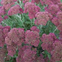 Location: Maryland
Date: 2015-09-28
The color is a light pink when it first blooms, and intensifies t