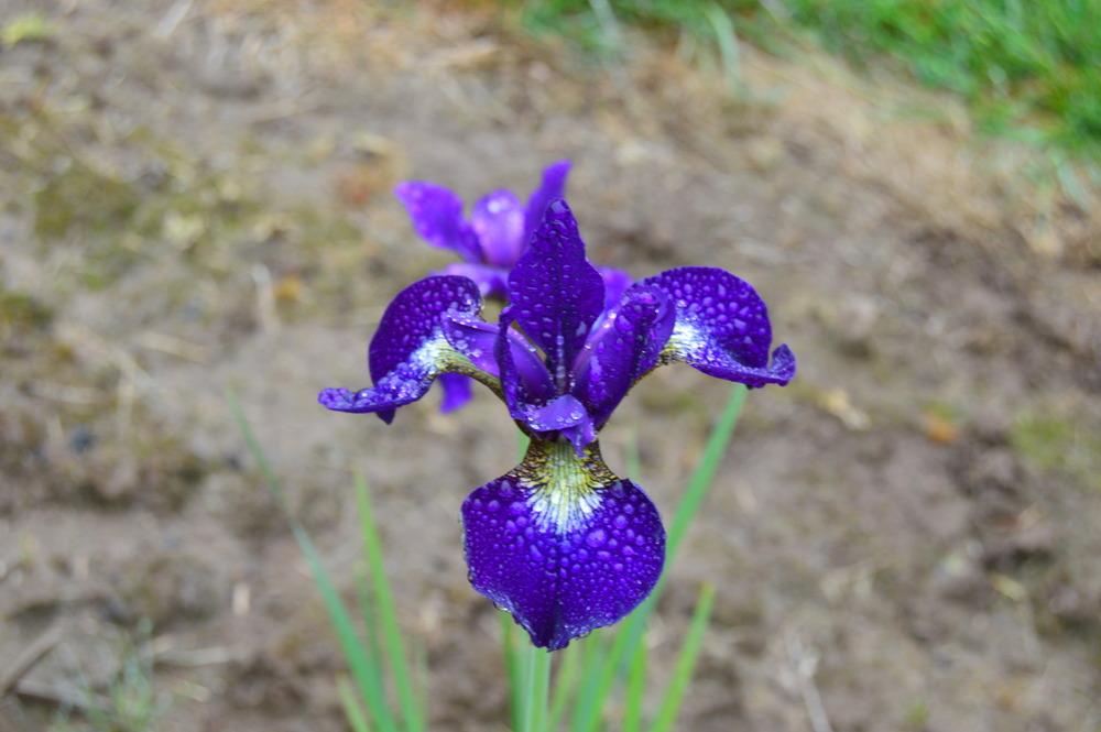 Photo of Siberian Iris (Iris 'Teal Velvet') uploaded by KentPfeiffer