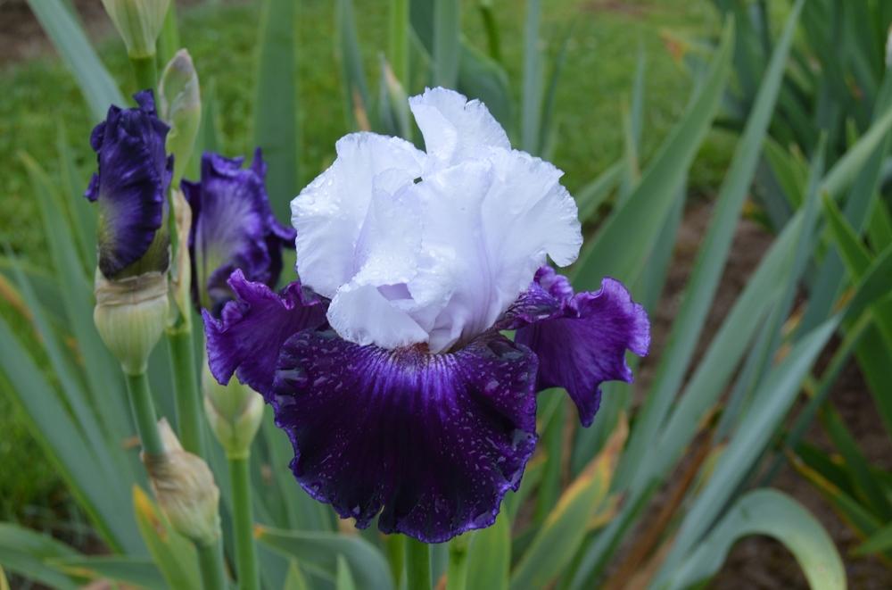 Photo of Tall Bearded Iris (Iris 'Taking Chances') uploaded by KentPfeiffer