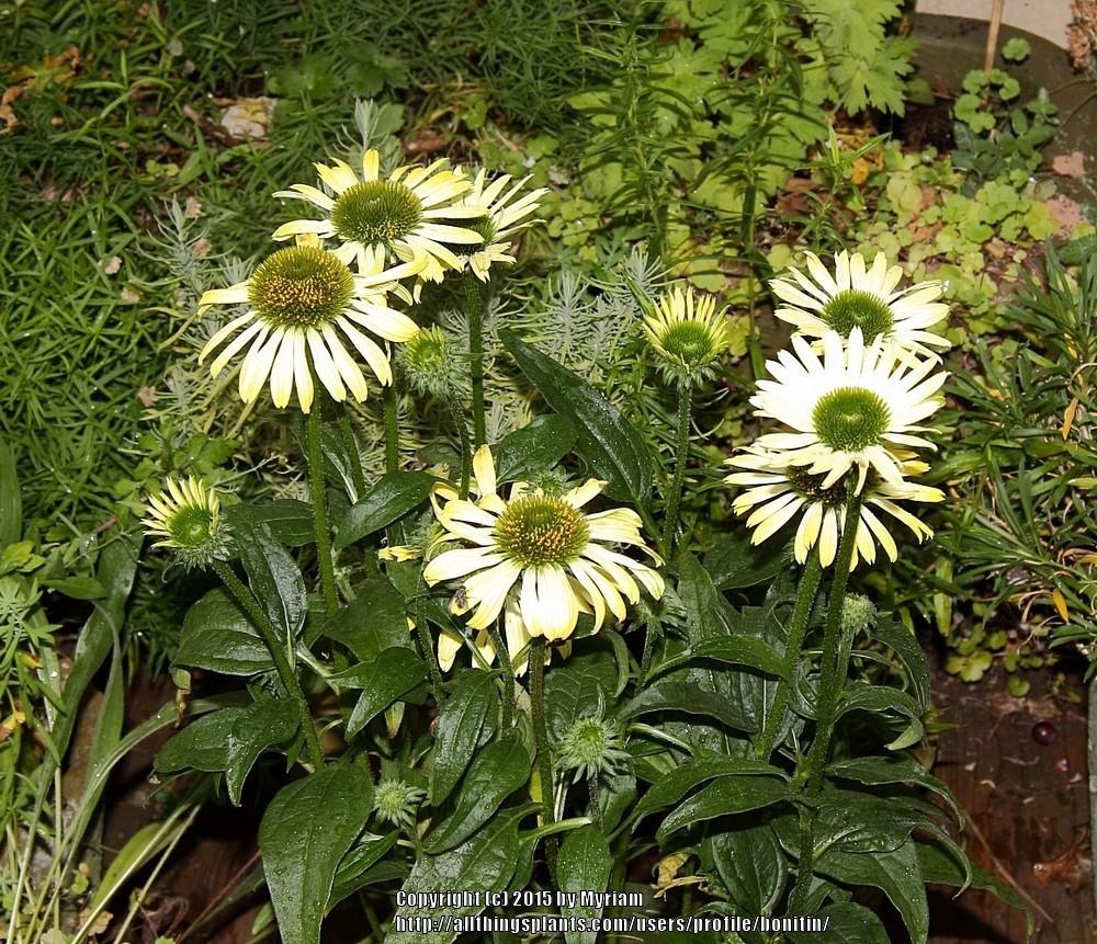 Photo of Coneflower (Echinacea Mooodz® Shiny) uploaded by bonitin