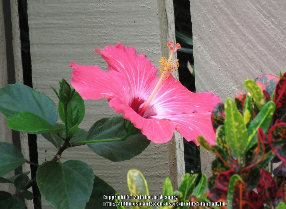Photo of Tropical Hibiscus (Hibiscus rosa-sinensis 'Painted Lady') uploaded by plantladylin