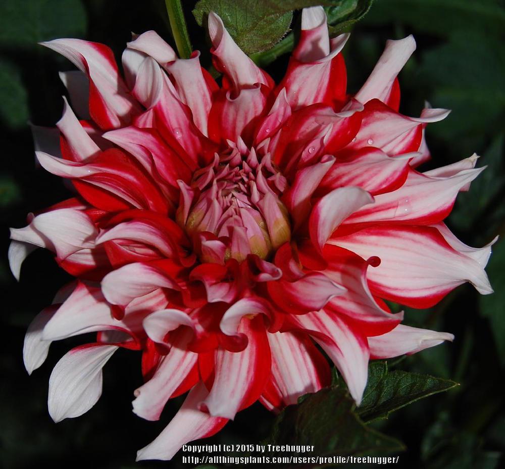 Photo of Dahlia 'Santa Claus' uploaded by treehugger