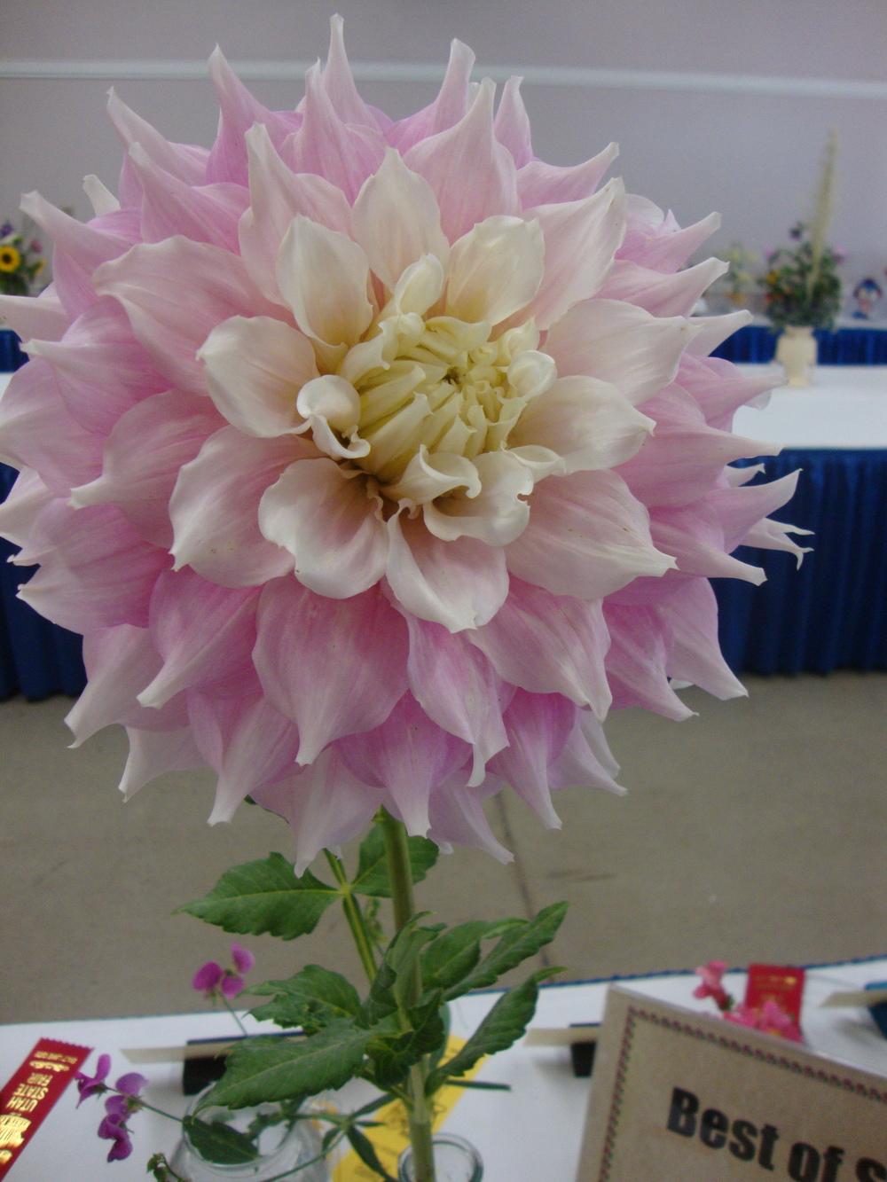 Photo of Dahlia 'Gitts Perfection' uploaded by Paul2032