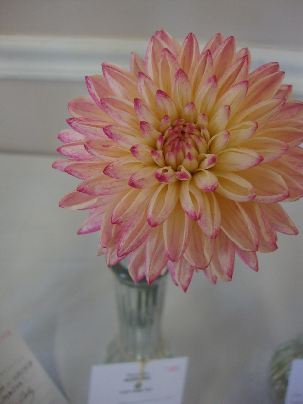 Photo of Dahlia 'Valley Porcupine' uploaded by Paul2032