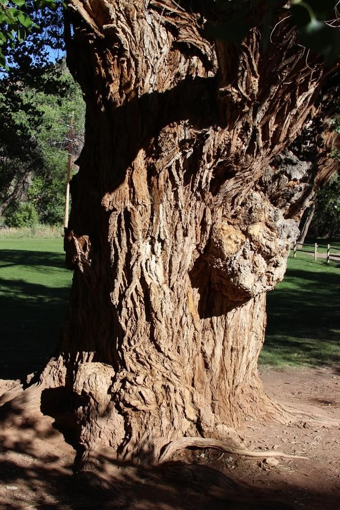 Photo of Fremont Cottonwood (Populus fremontii) uploaded by dave