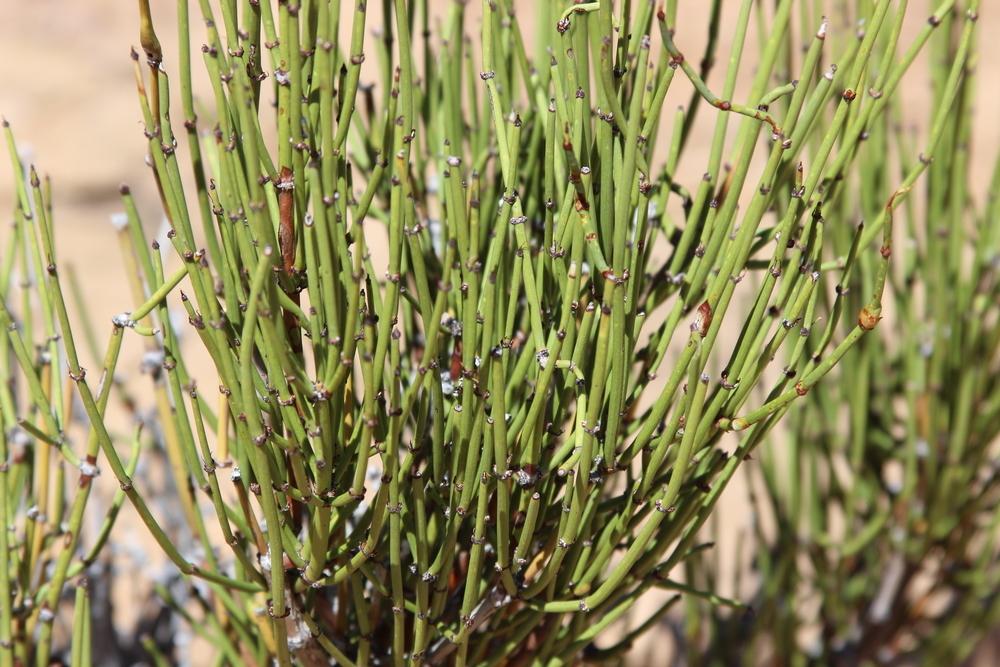 Photo of Torrey's Joint-Fir (Ephedra torreyana) uploaded by dave