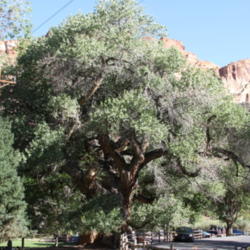 Location: Capitol Reef, Utah
Date: 2015-09-19
This is the mailbox tree at Capitol Reef. It's massive.
