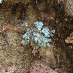 Location: Zion National Park, Utah
Date: 2015-09-23
Growing in a crack in the wall with permanent water seepage prese