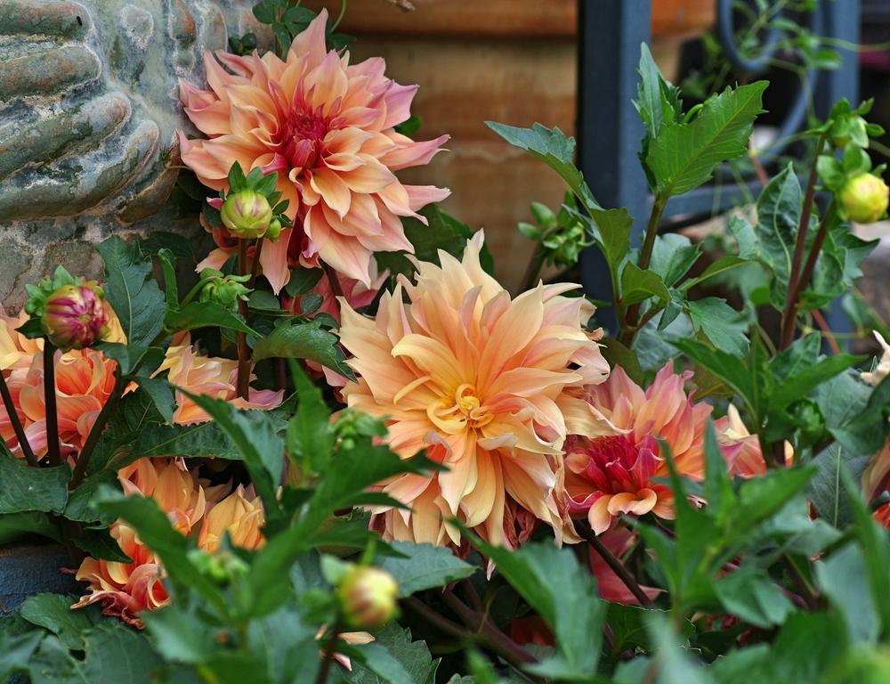 Photo of Dahlia 'Labyrinth' uploaded by dirtdorphins