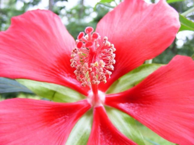 Photo of Texas Star (Hibiscus coccineus) uploaded by gingin