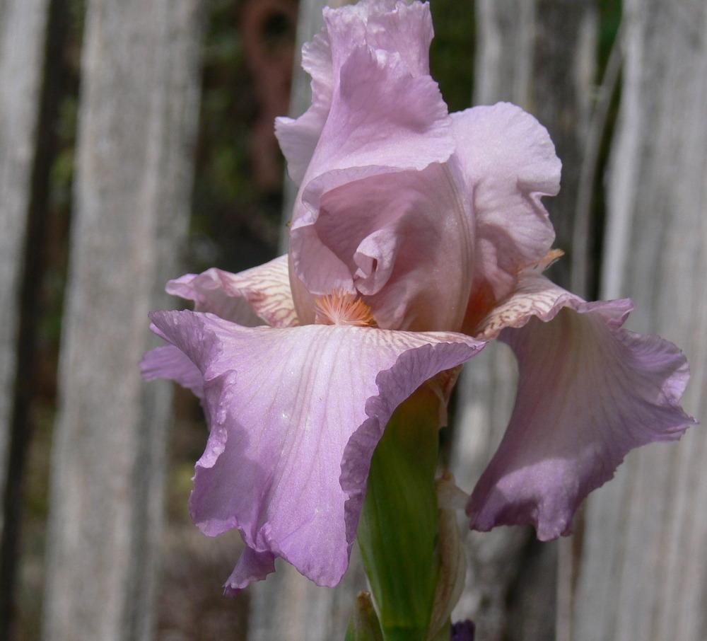 Photo of Tall Bearded Iris (Iris 'Jennifer Rebecca') uploaded by janwax