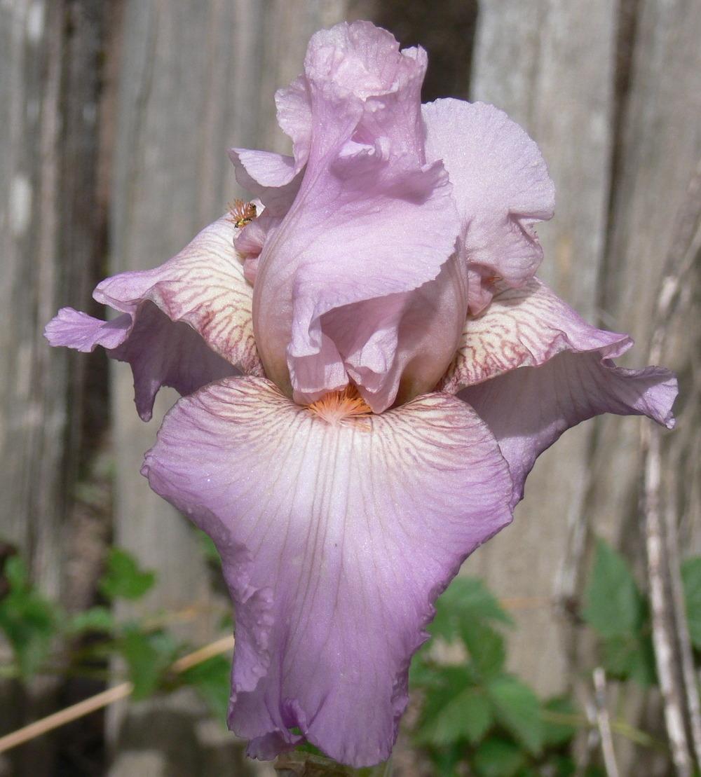 Photo of Tall Bearded Iris (Iris 'Jennifer Rebecca') uploaded by janwax