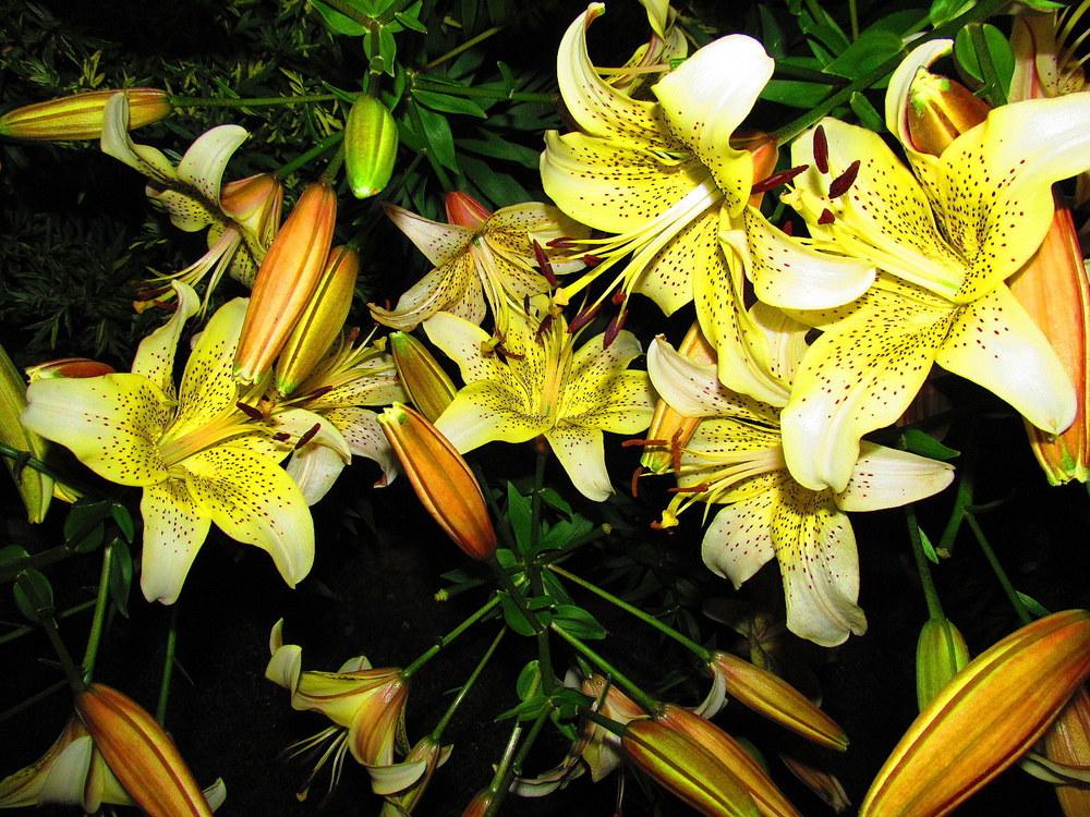 Photo of Lily (Lilium 'Champagne') uploaded by jmorth