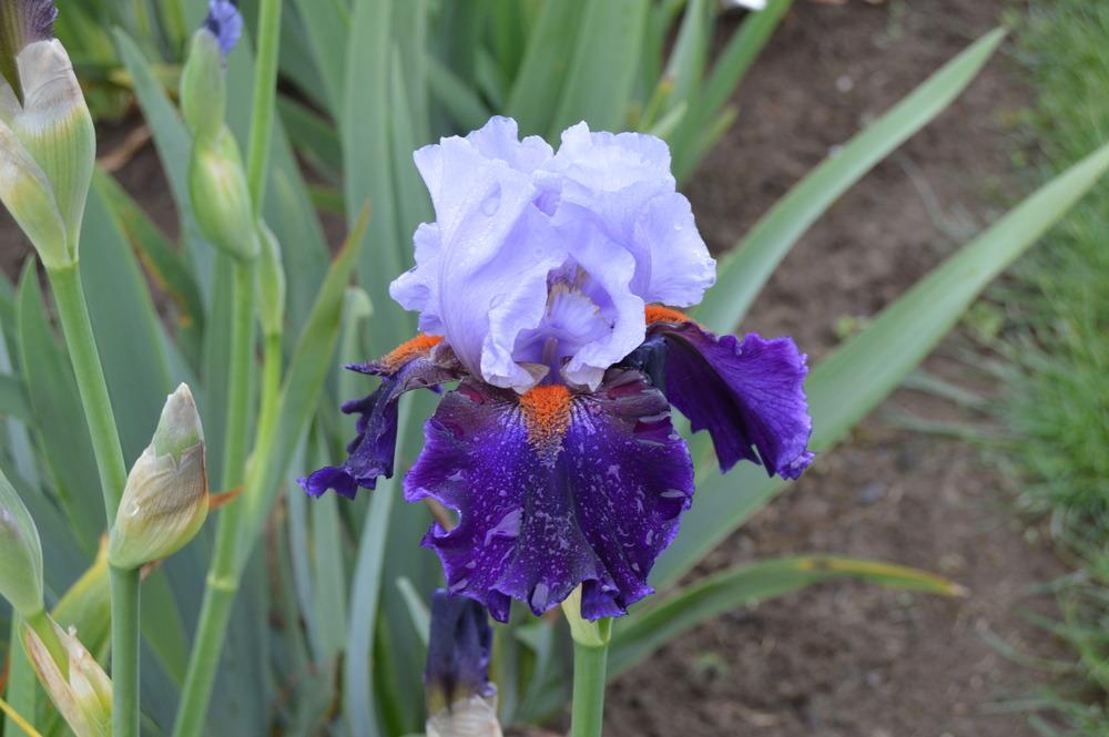 Photo of Tall Bearded Iris (Iris 'Wagging Tongues') uploaded by KentPfeiffer