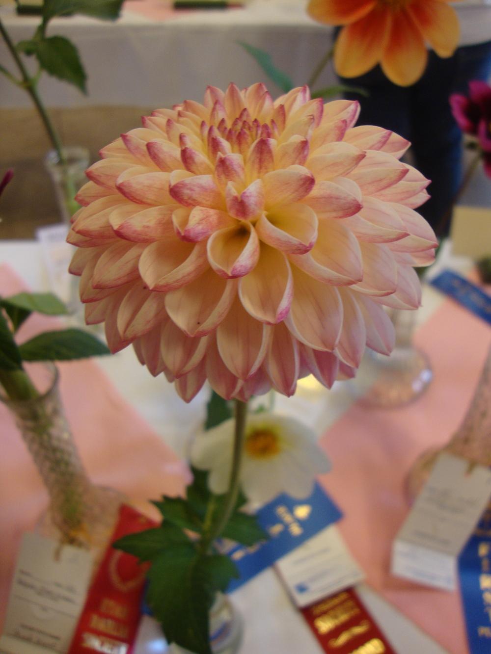 Photo of Dahlia 'Valley Porcupine' uploaded by Paul2032
