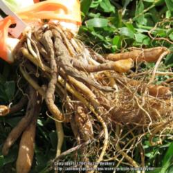 Location: Daytona Beach, Florida
Date: 2015-10-01
Bare root plants just unpacked