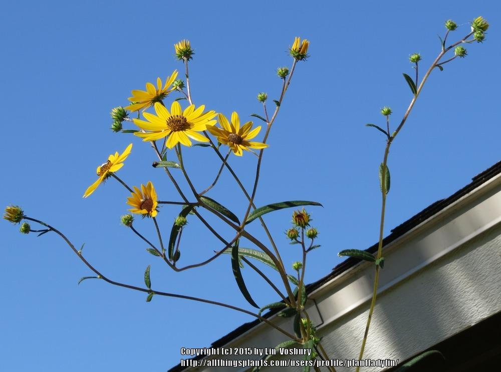 Photo of Swamp Sunflower (Helianthus angustifolius) uploaded by plantladylin