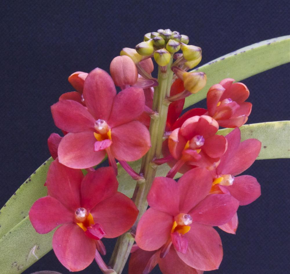 Photo of Orchid (Vanda curvifolia) uploaded by shadytrake