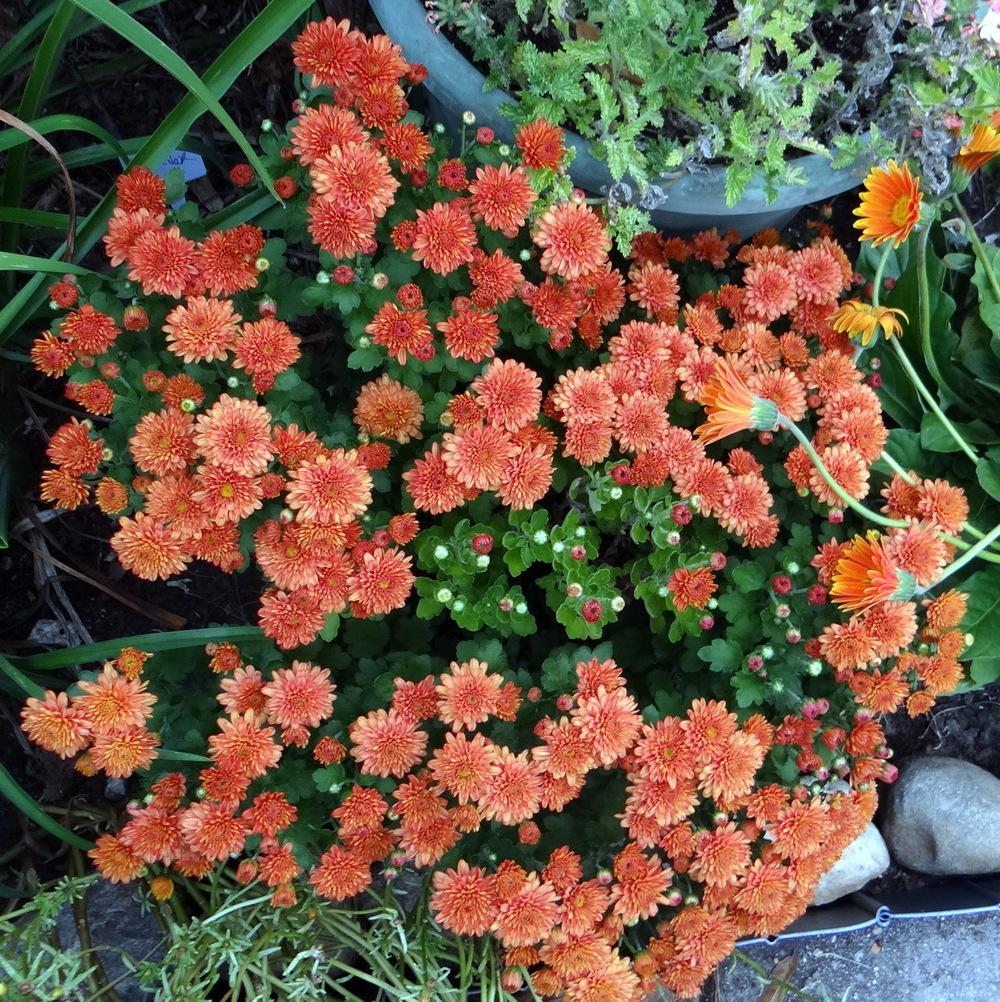 Photo of Chrysanthemum uploaded by stilldew