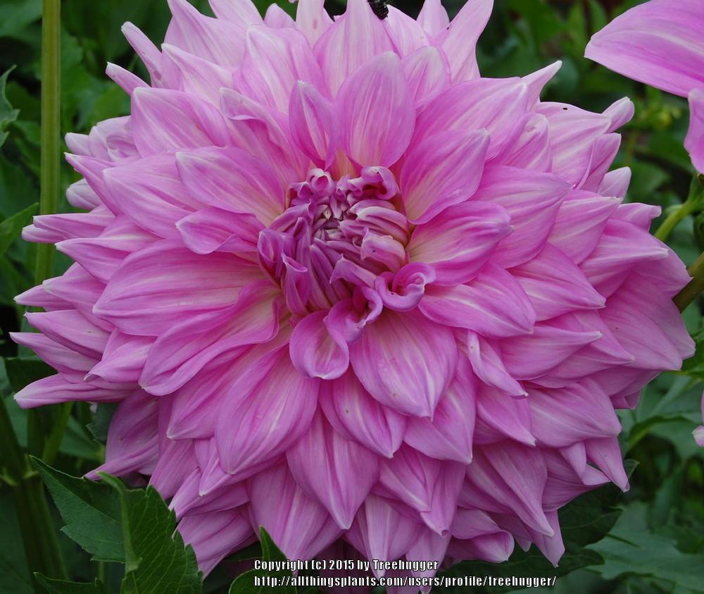 Photo of Dahlia 'Valley Porcupine' uploaded by treehugger