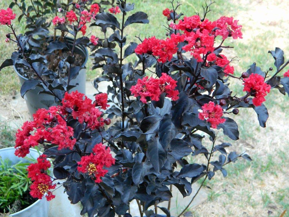 Photo of Crepe Myrtle (Lagerstroemia 'Ebony Flame') uploaded by wildflowers