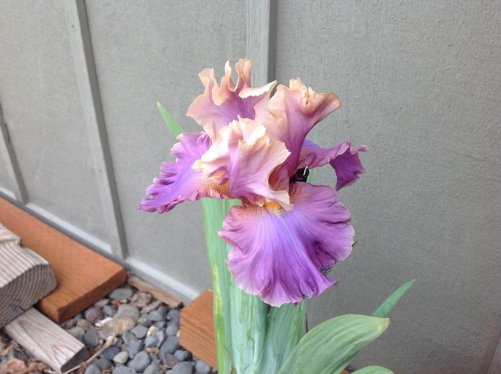 Photo of Tall Bearded Iris (Iris 'Chasing Rainbows') uploaded by HighdesertNiki