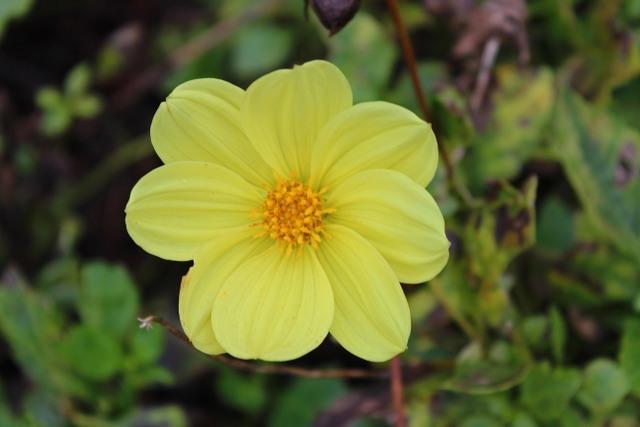 Photo of Dahlia 'Golden River' uploaded by RuuddeBlock