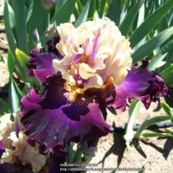 Location: Napa Country Iris Garden
Date: 2015-04-26