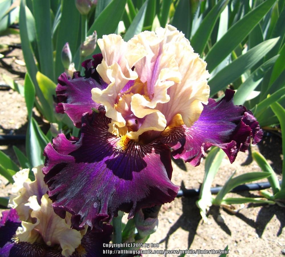 Photo of Tall Bearded Iris (Iris 'Plum Wicked') uploaded by UndertheSun
