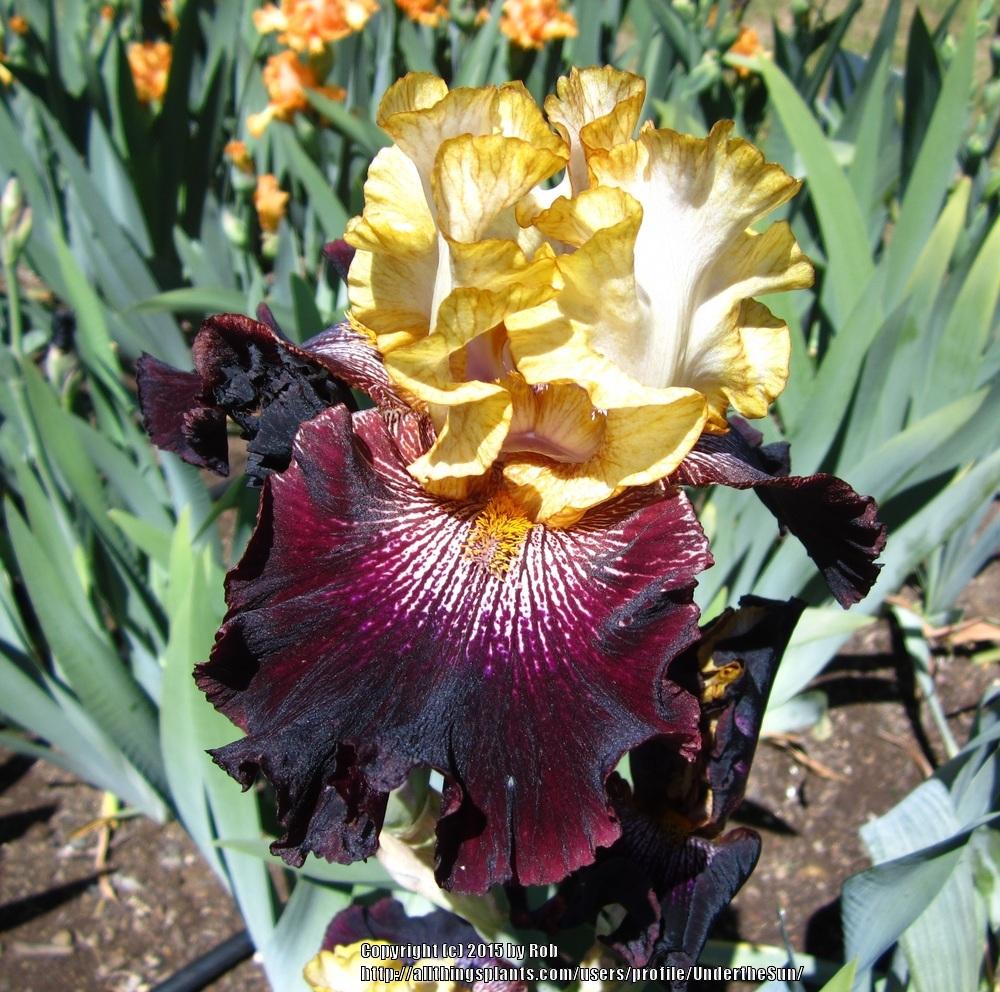 Photo of Tall Bearded Iris (Iris 'Rum and Coke') uploaded by UndertheSun