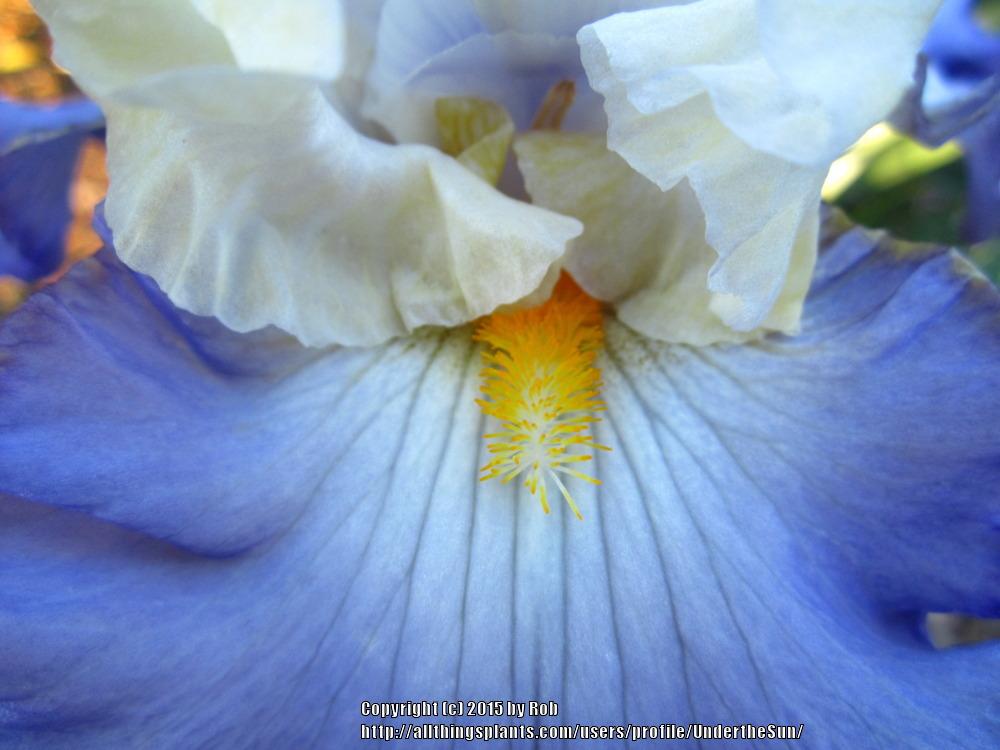 Photo of Tall Bearded Iris (Iris 'Here in Silence') uploaded by UndertheSun