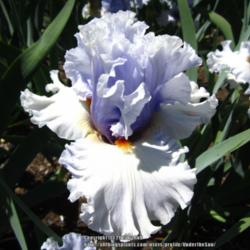 Location: Napa Country Iris Garden
Date: 2015-04-26