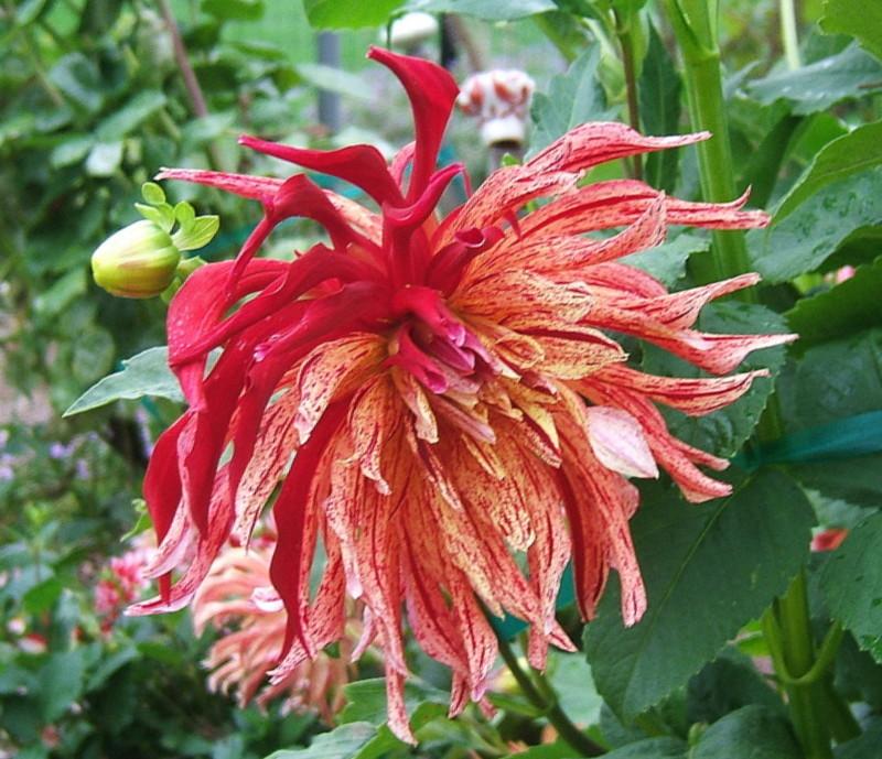 Photo of Dahlia 'Insipic' uploaded by pirl