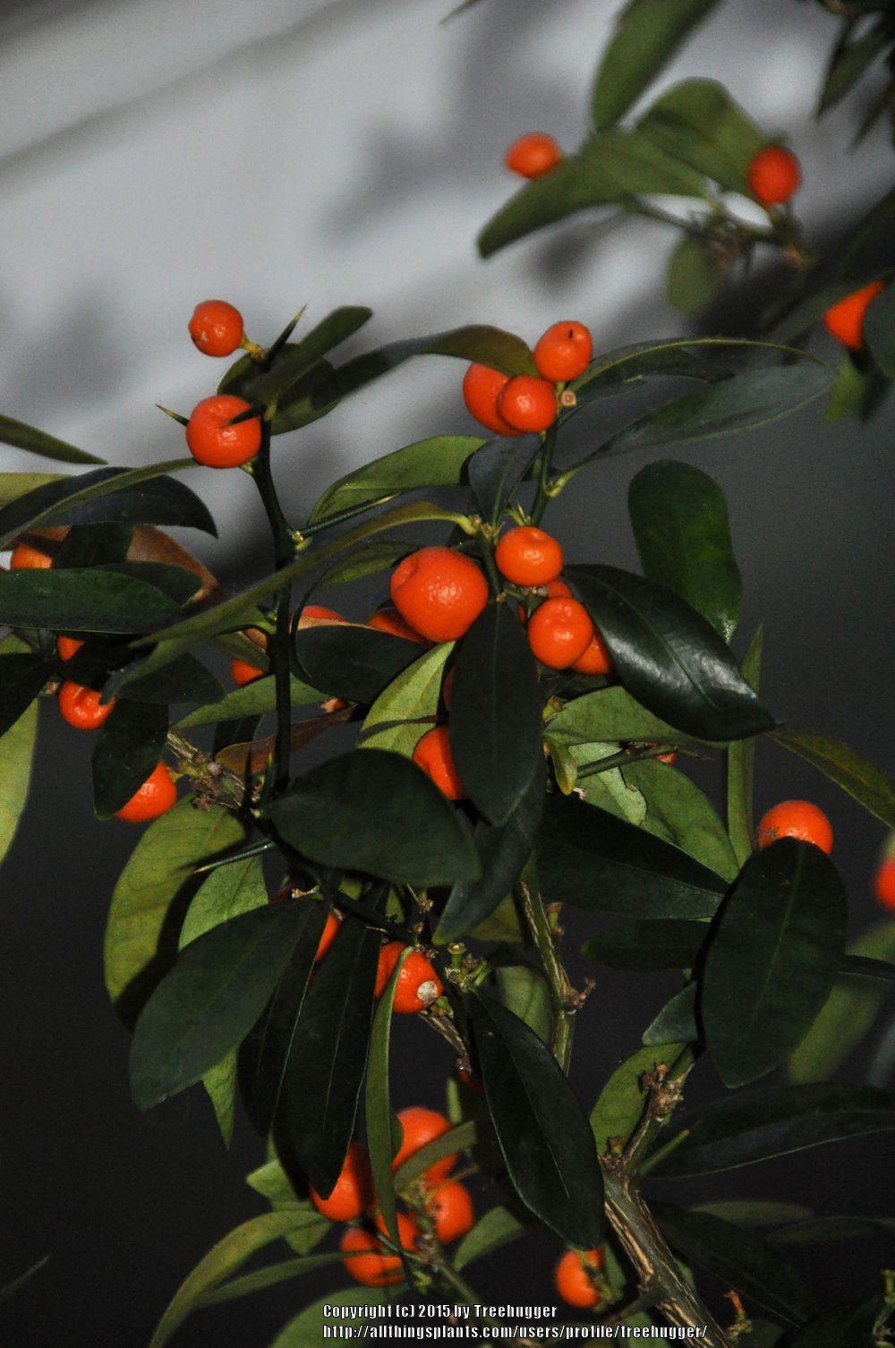 Photo of Kumquat (Citrus japonica) uploaded by treehugger