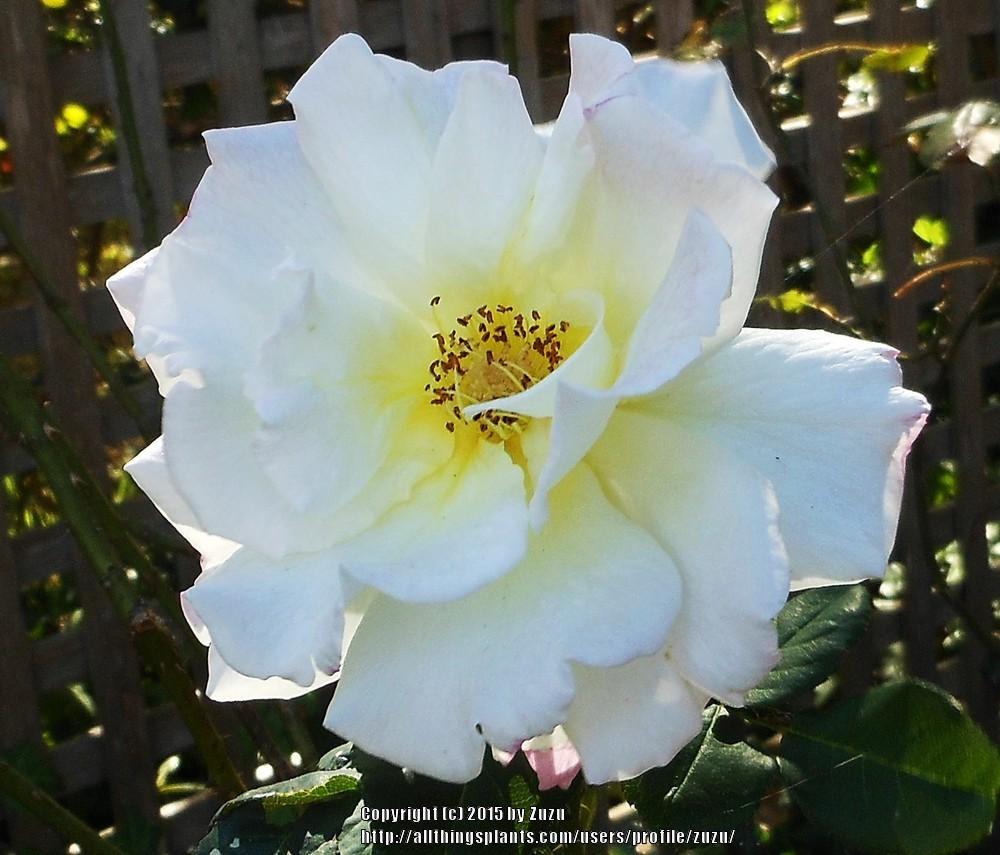 Photo of Rose (Rosa 'Orchard's Pride') uploaded by zuzu