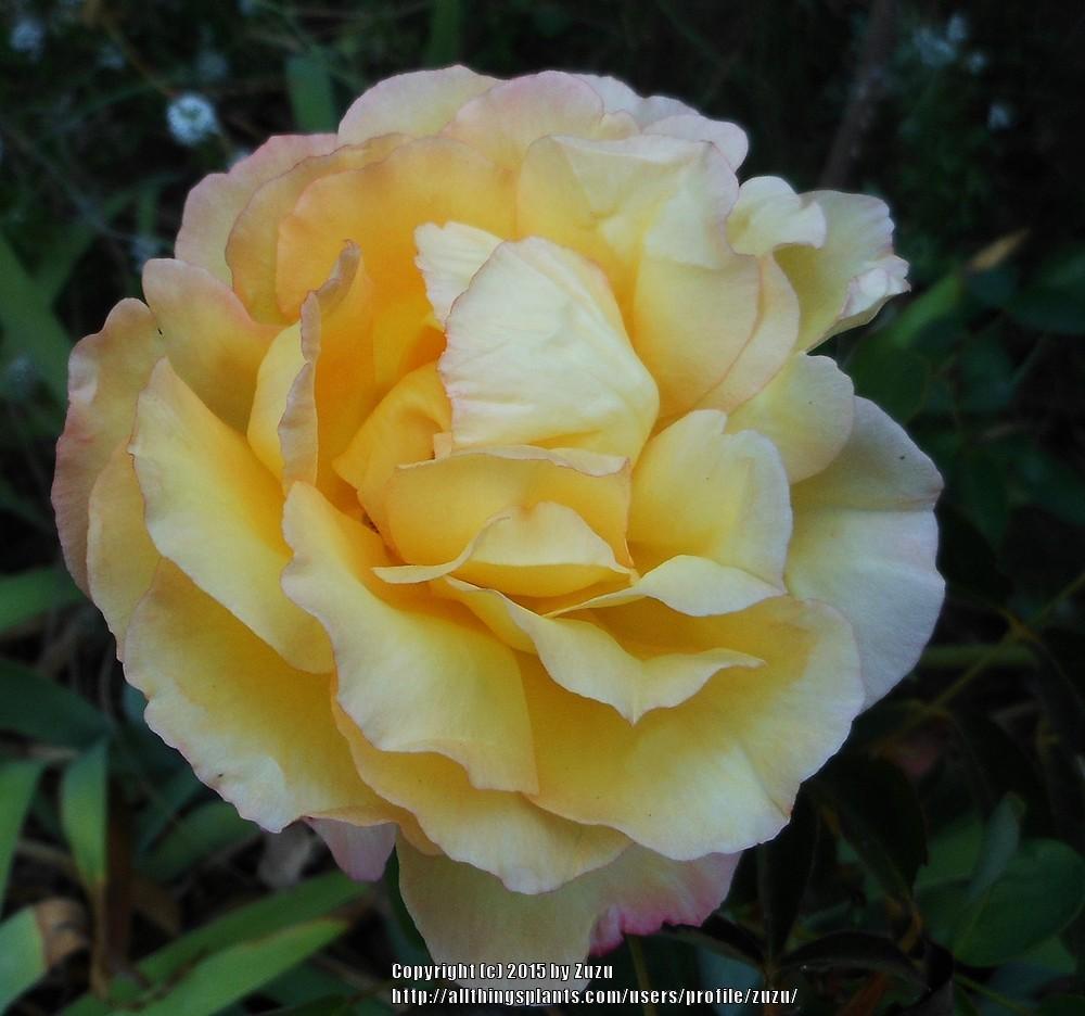 Photo of Rose (Rosa 'Solitaire') uploaded by zuzu